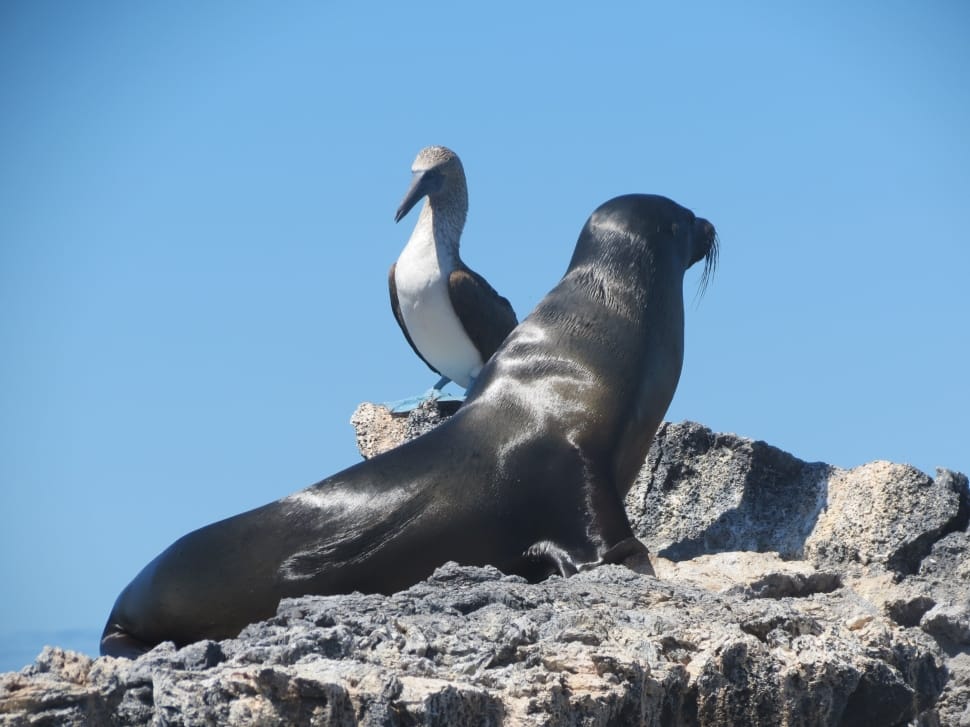 black sea lion and white and black bird preview