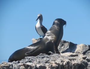 black sea lion and white and black bird thumbnail