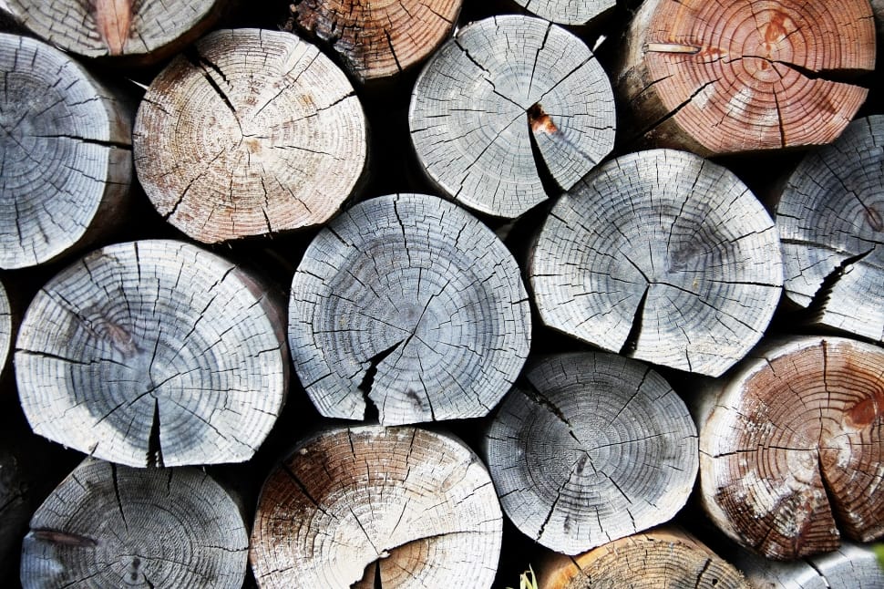 brown, gray and white wooden logs preview