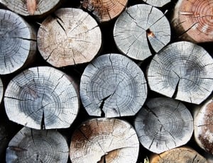 brown, gray and white wooden logs thumbnail