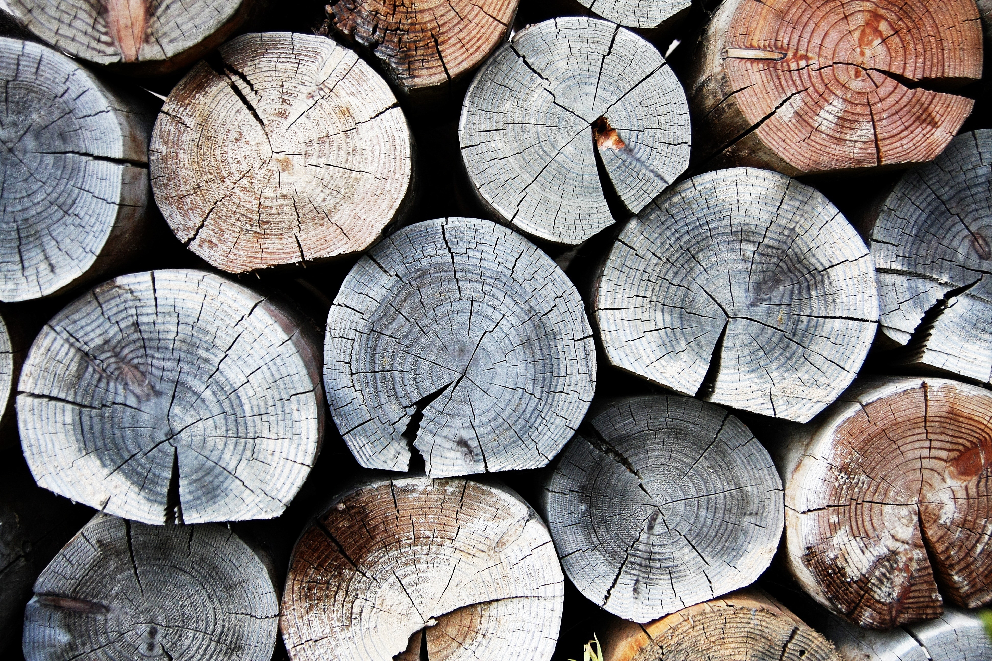 brown, gray and white wooden logs