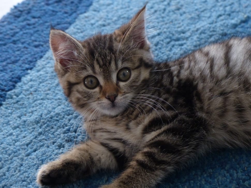 black and gray tabby cat preview
