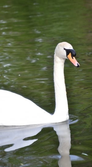 white swan on water thumbnail