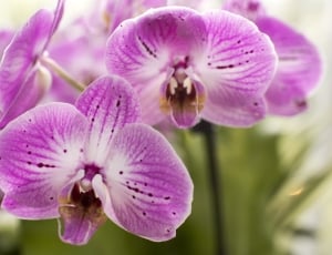 purple orchid thumbnail
