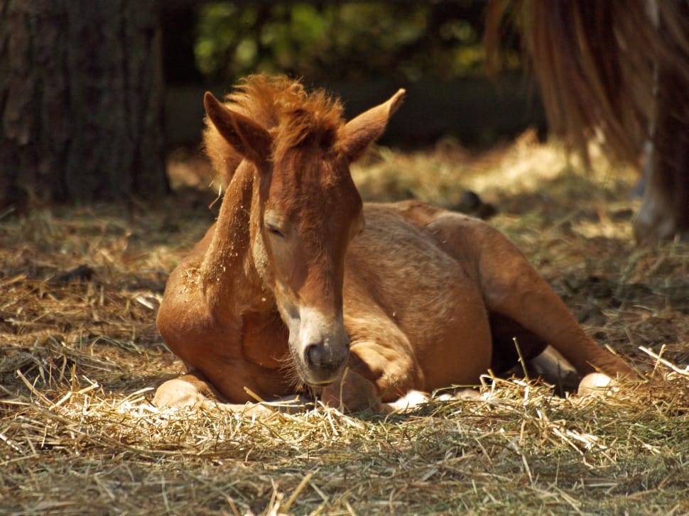 brown horse lying on green dried grass during daytime preview