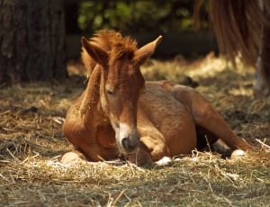 brown horse lying on green dried grass during daytime thumbnail