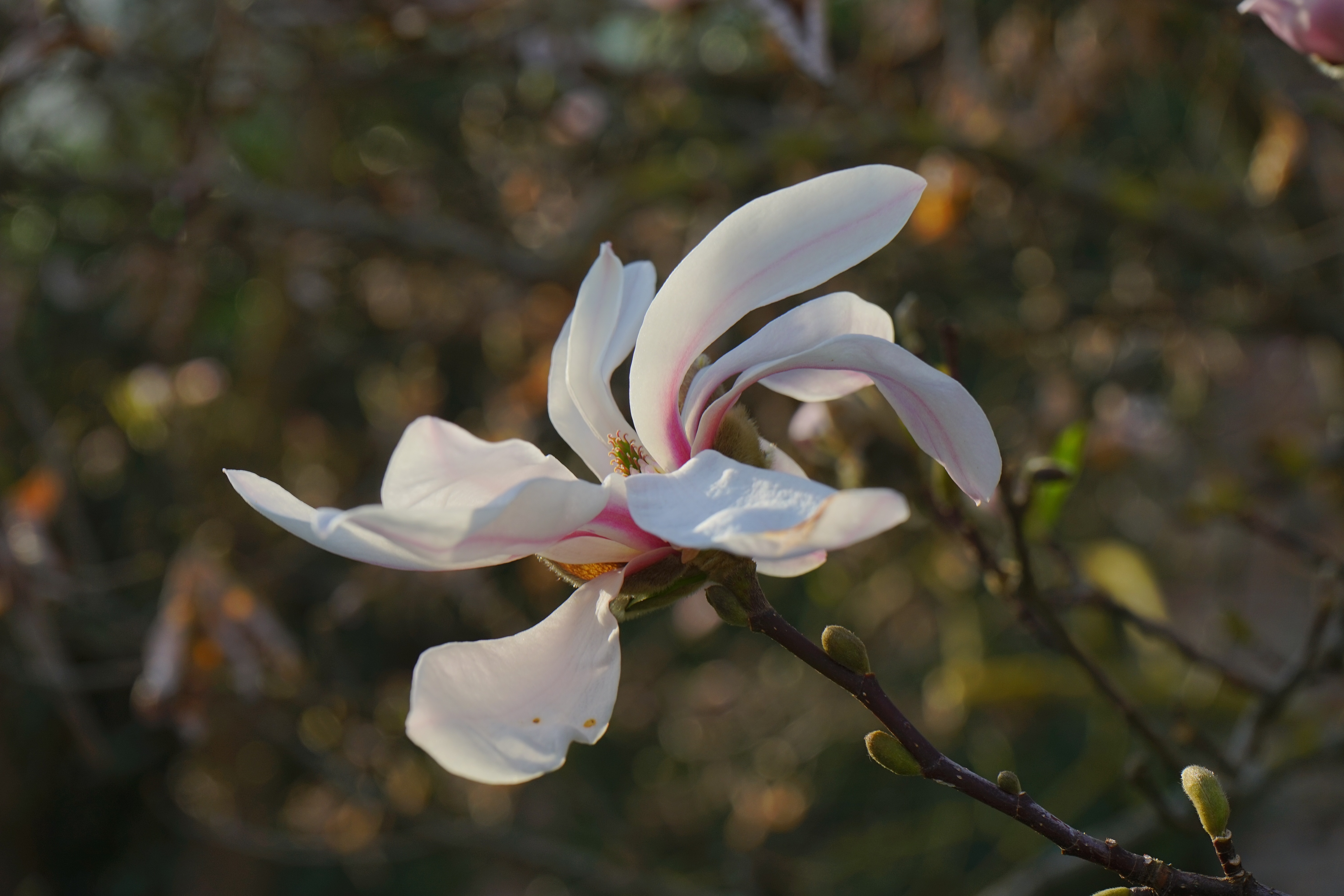 white petaled flower in macro photographt