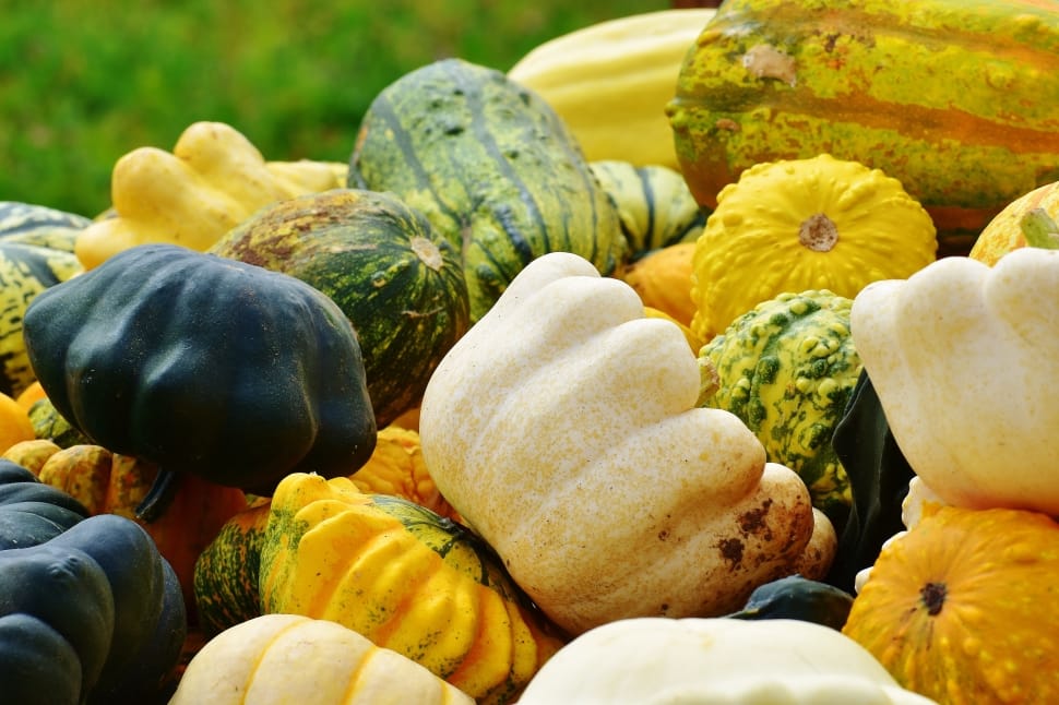 assorted squash fruit preview