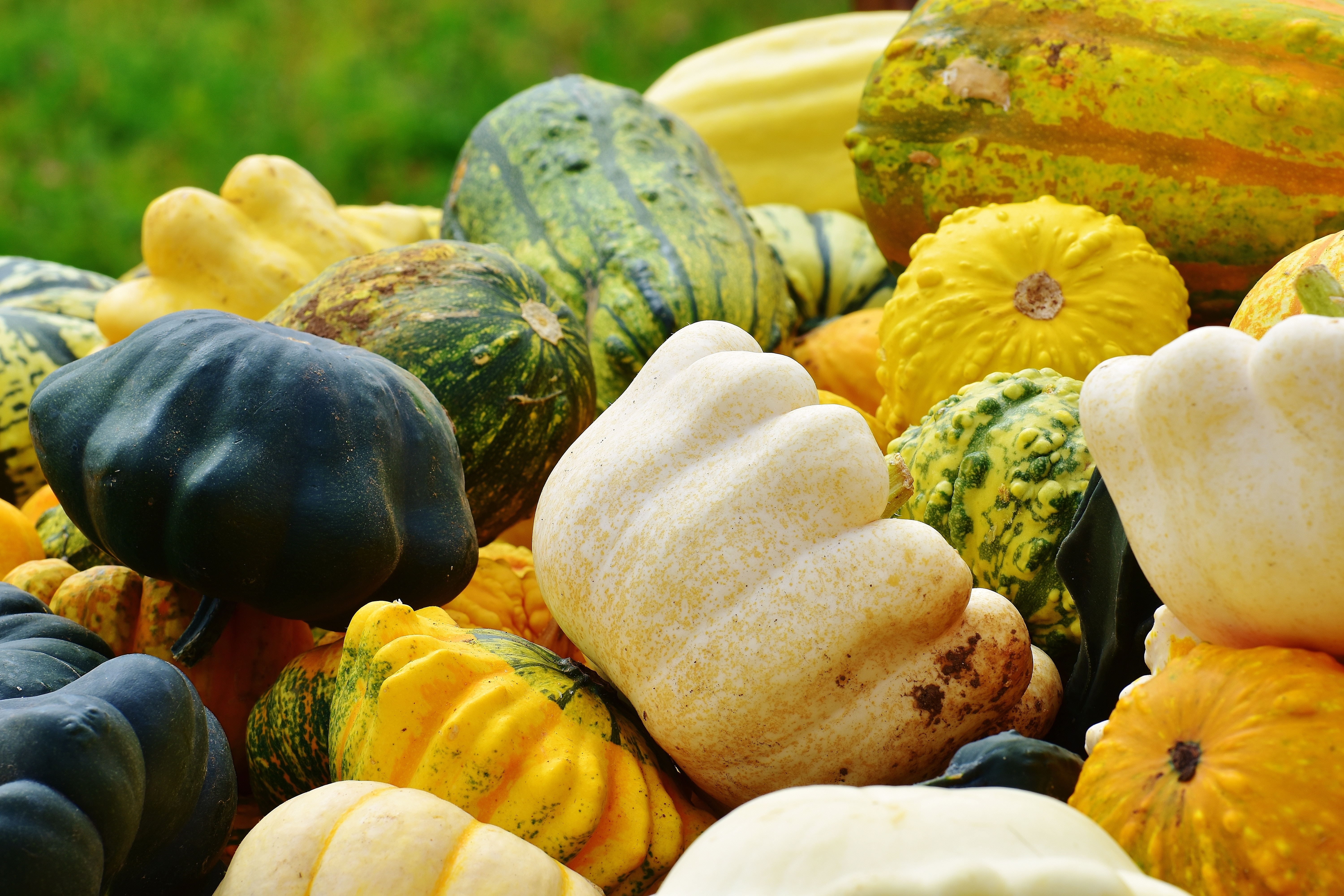 assorted squash fruit