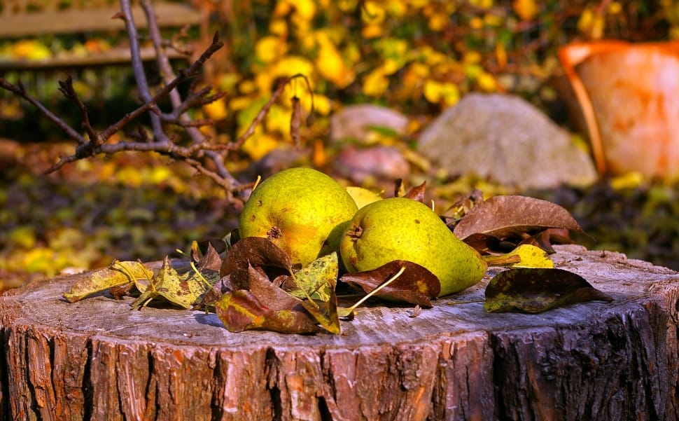 Autumn, Fruits, Harvest, Fruit, Pears, no people, yellow preview