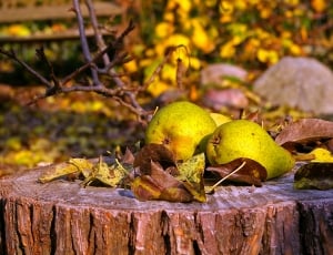 Autumn, Fruits, Harvest, Fruit, Pears, no people, yellow thumbnail
