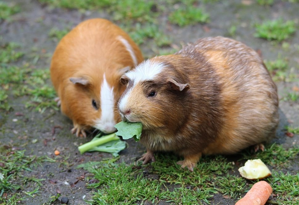 can guinea pigs eat watercress