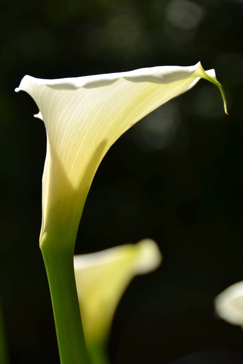 white calla lily preview