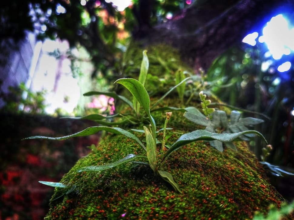 close-up photography of green leaf plant in tree moss preview