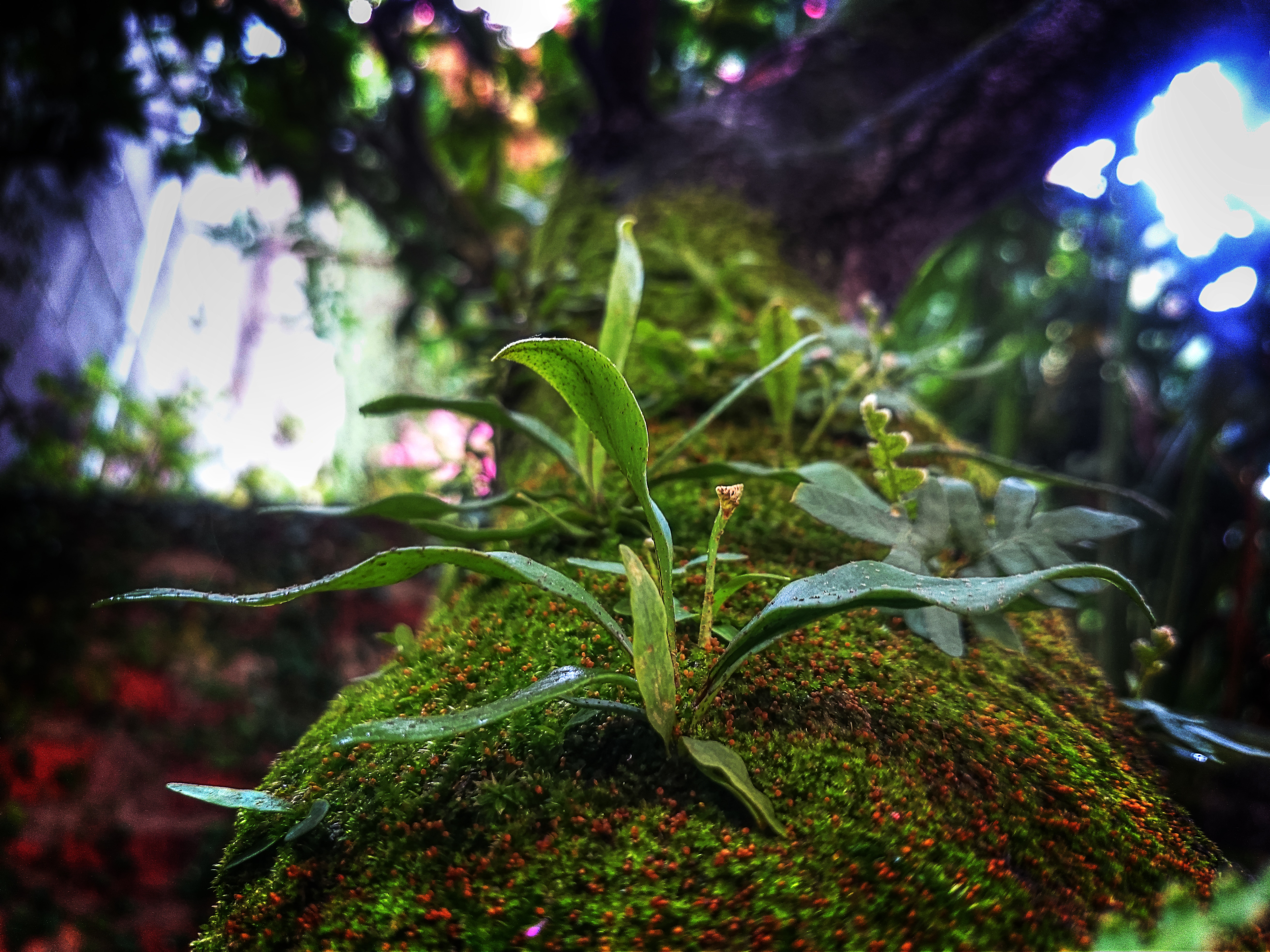 close-up photography of green leaf plant in tree moss