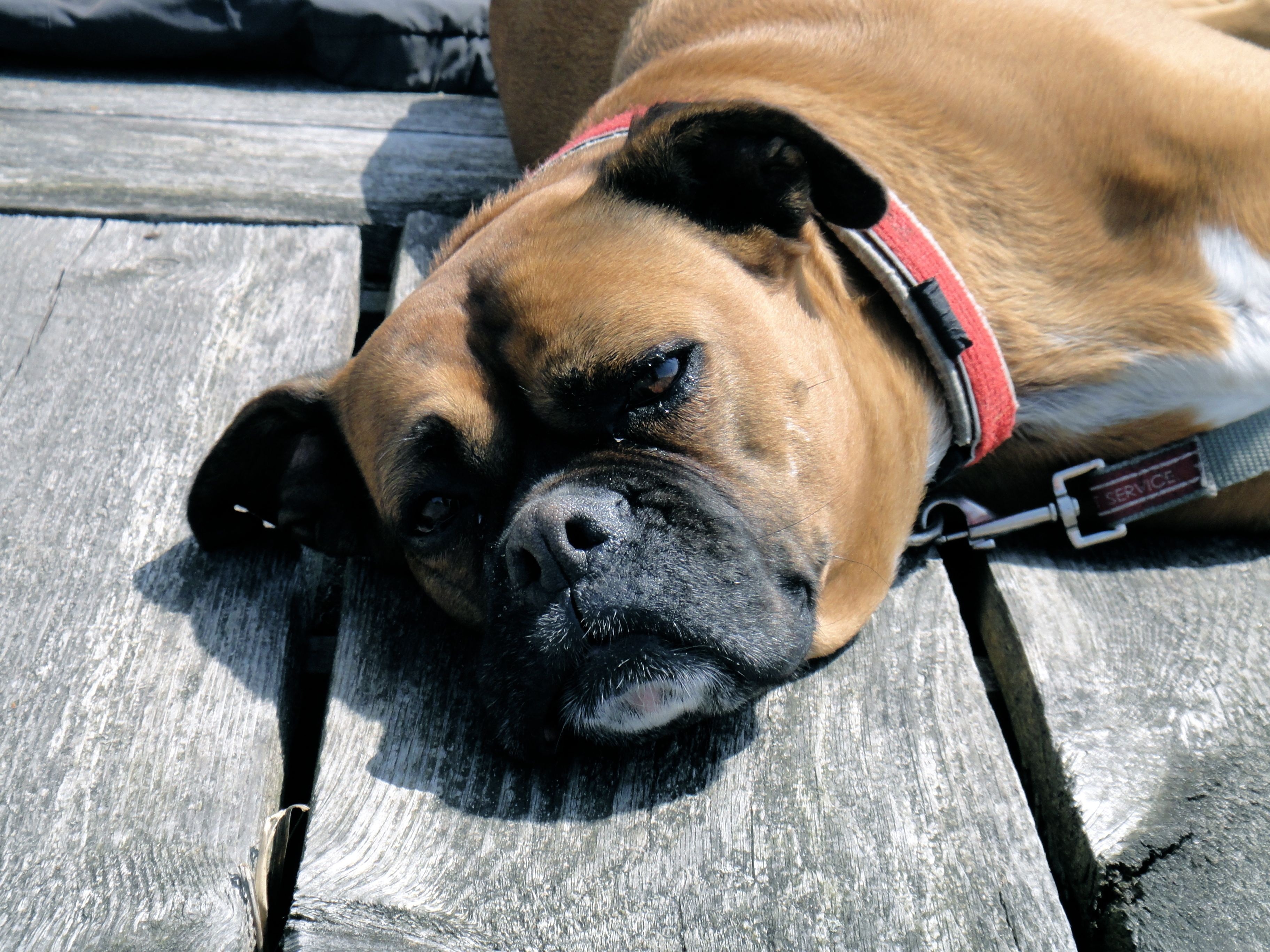 brown short coated dog laying on gray wooden flooring