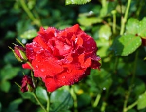red petaled flower thumbnail