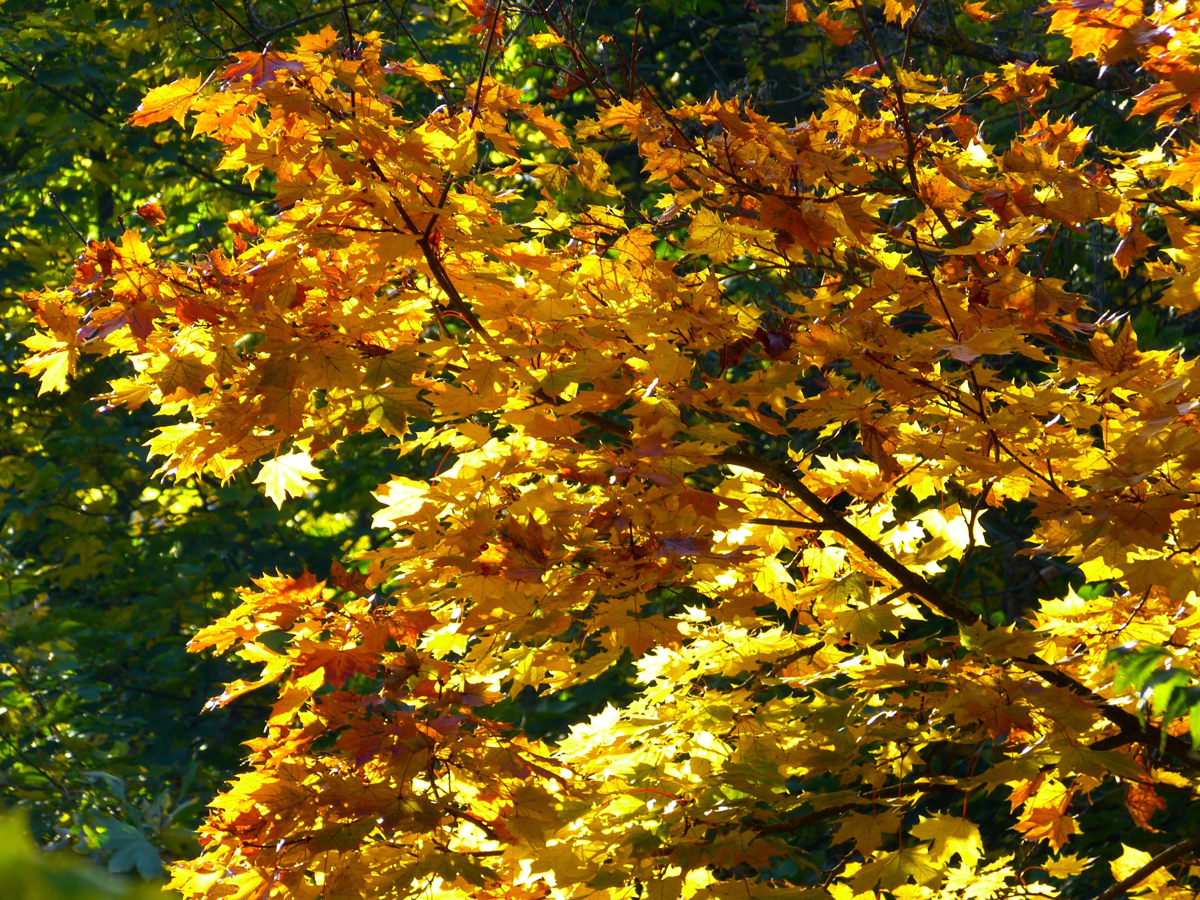 yellow and orange tree leafs