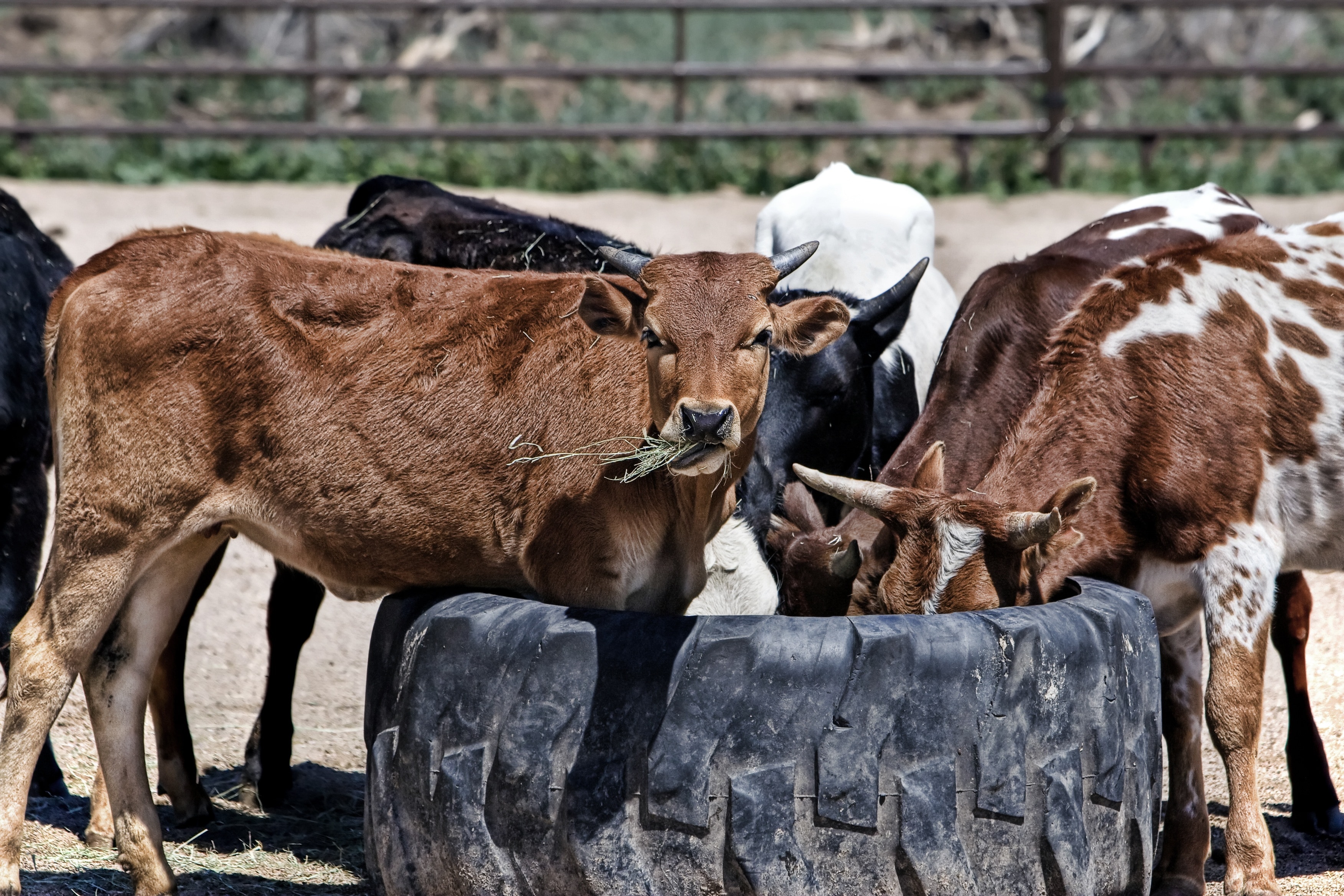 cows near black auto tire