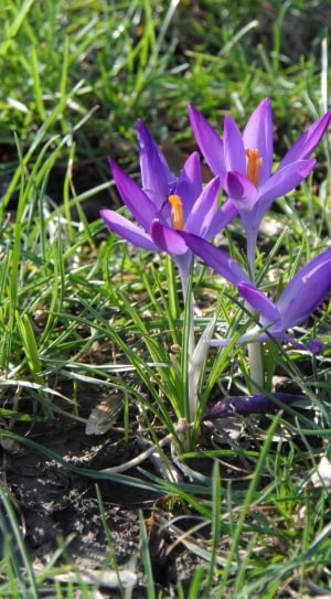 Crocus, Purple, Violet, Flower, Blossom, growth, flower thumbnail