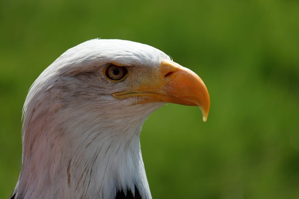 white american eagle preview