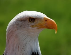 white american eagle thumbnail