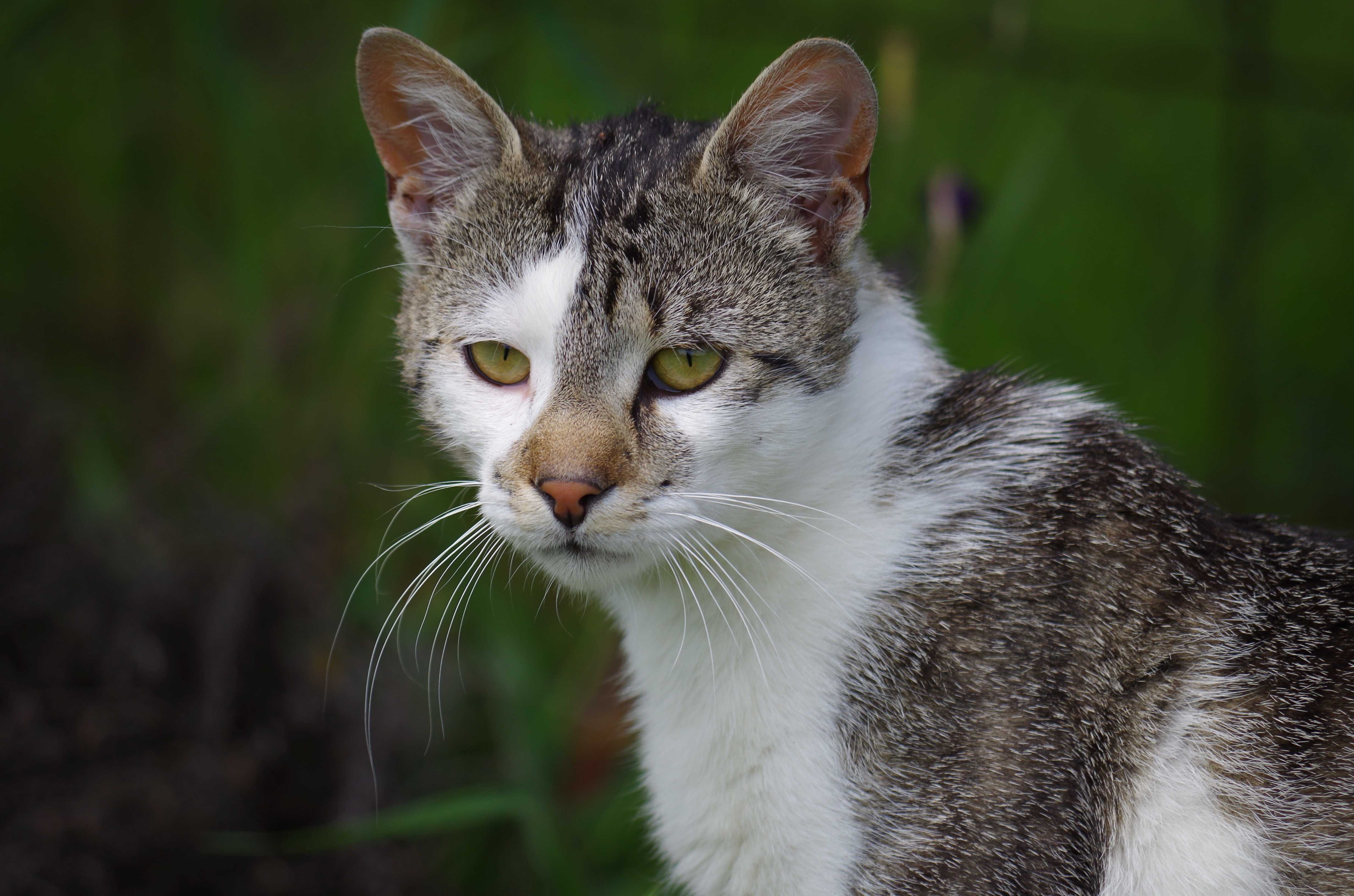 brown and white tabby cat