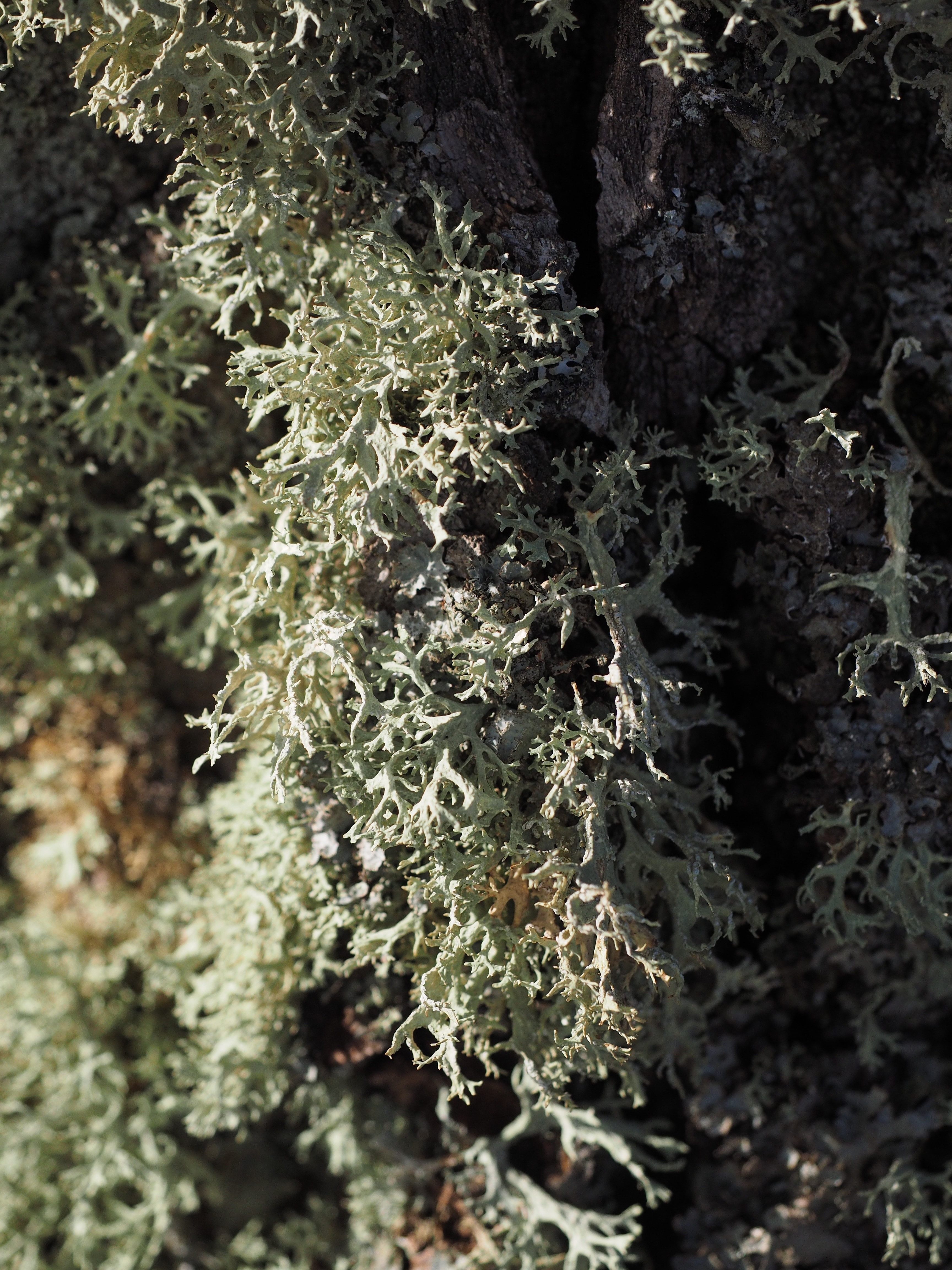 green plants