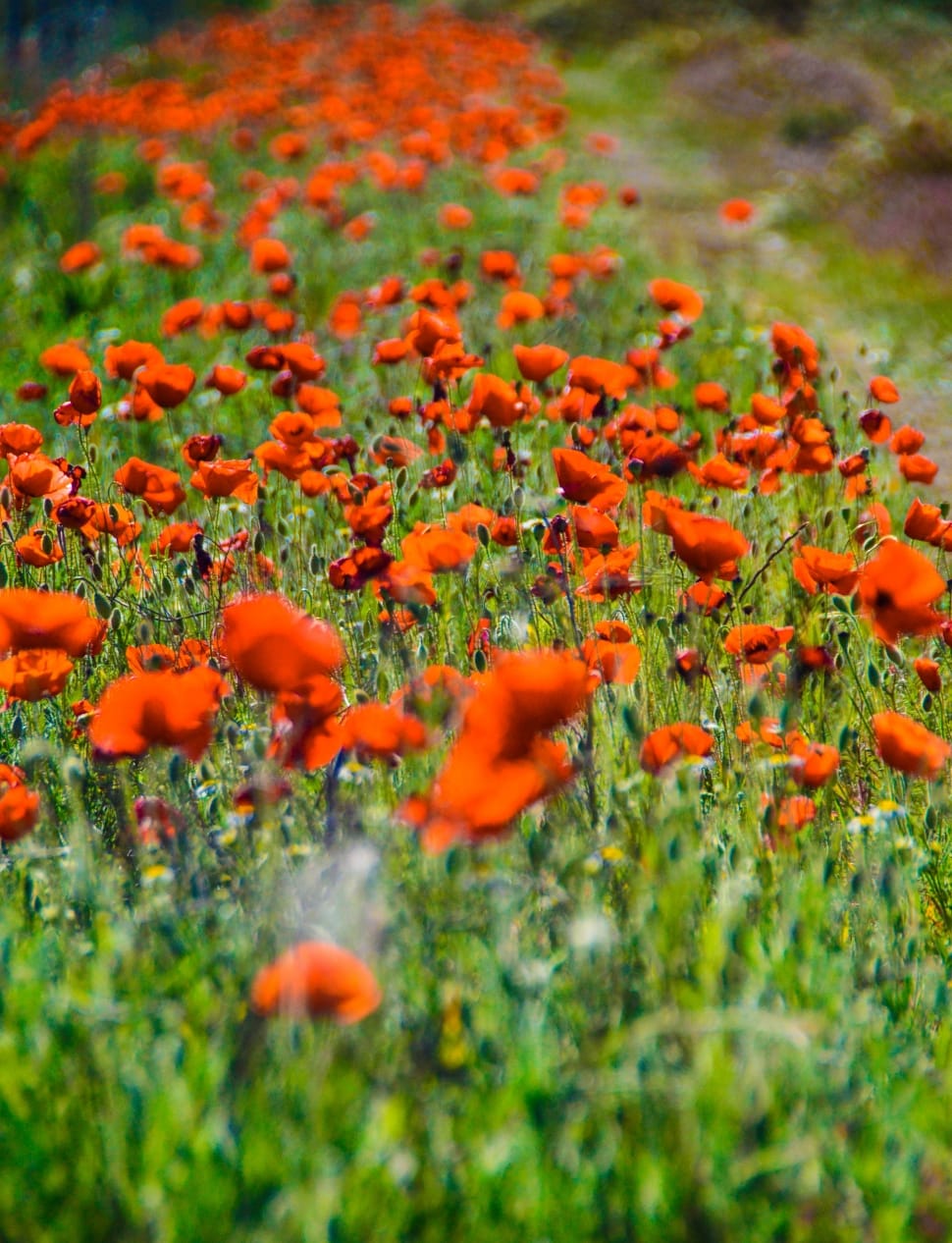 Field, Red, Poppy Flower, flower, orange color preview