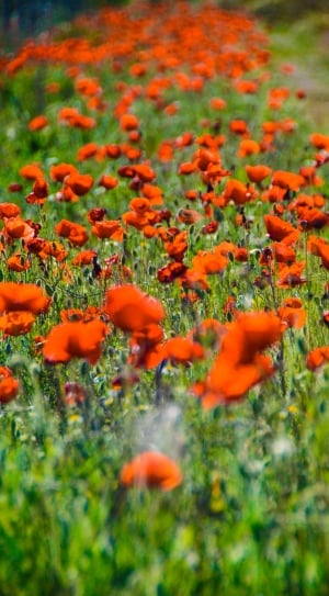 Field, Red, Poppy Flower, flower, orange color thumbnail