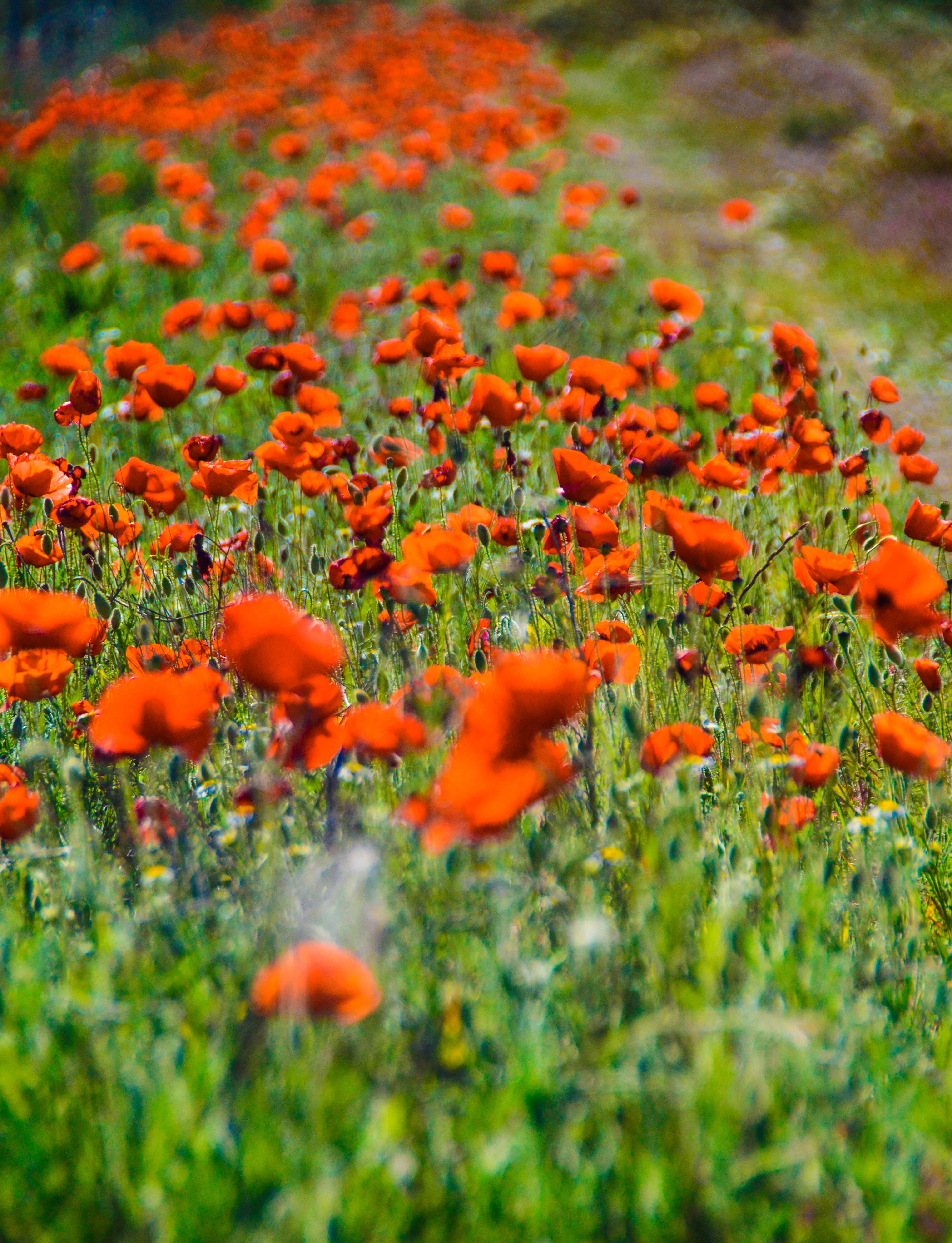 Field, Red, Poppy Flower, flower, orange color