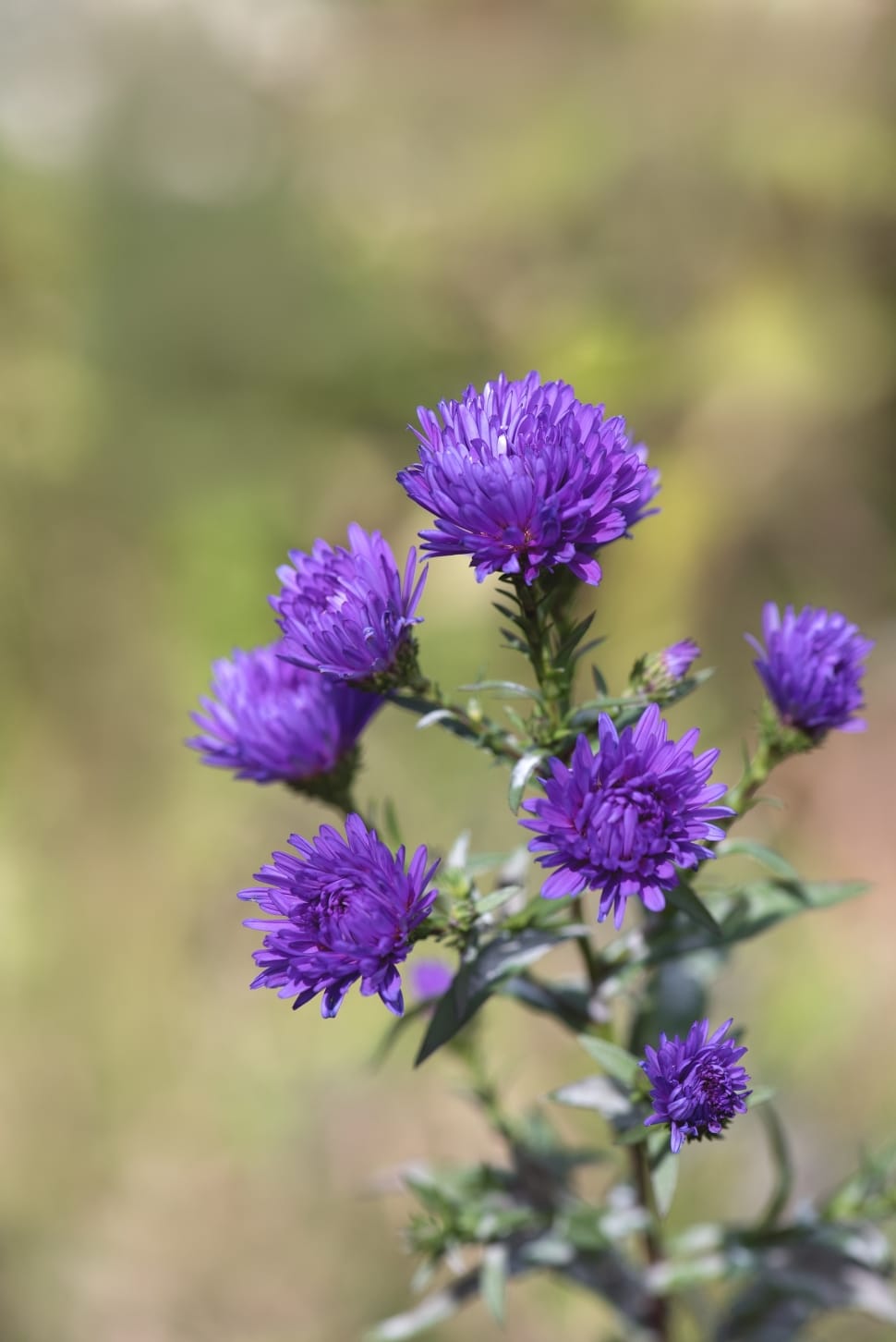 purple china aster preview