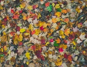 shallow focus photography of orange,red,yellow and green maple leaves thumbnail