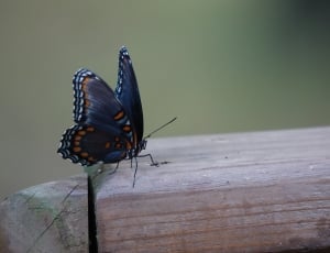 blue white and brown butterfly macro shot thumbnail