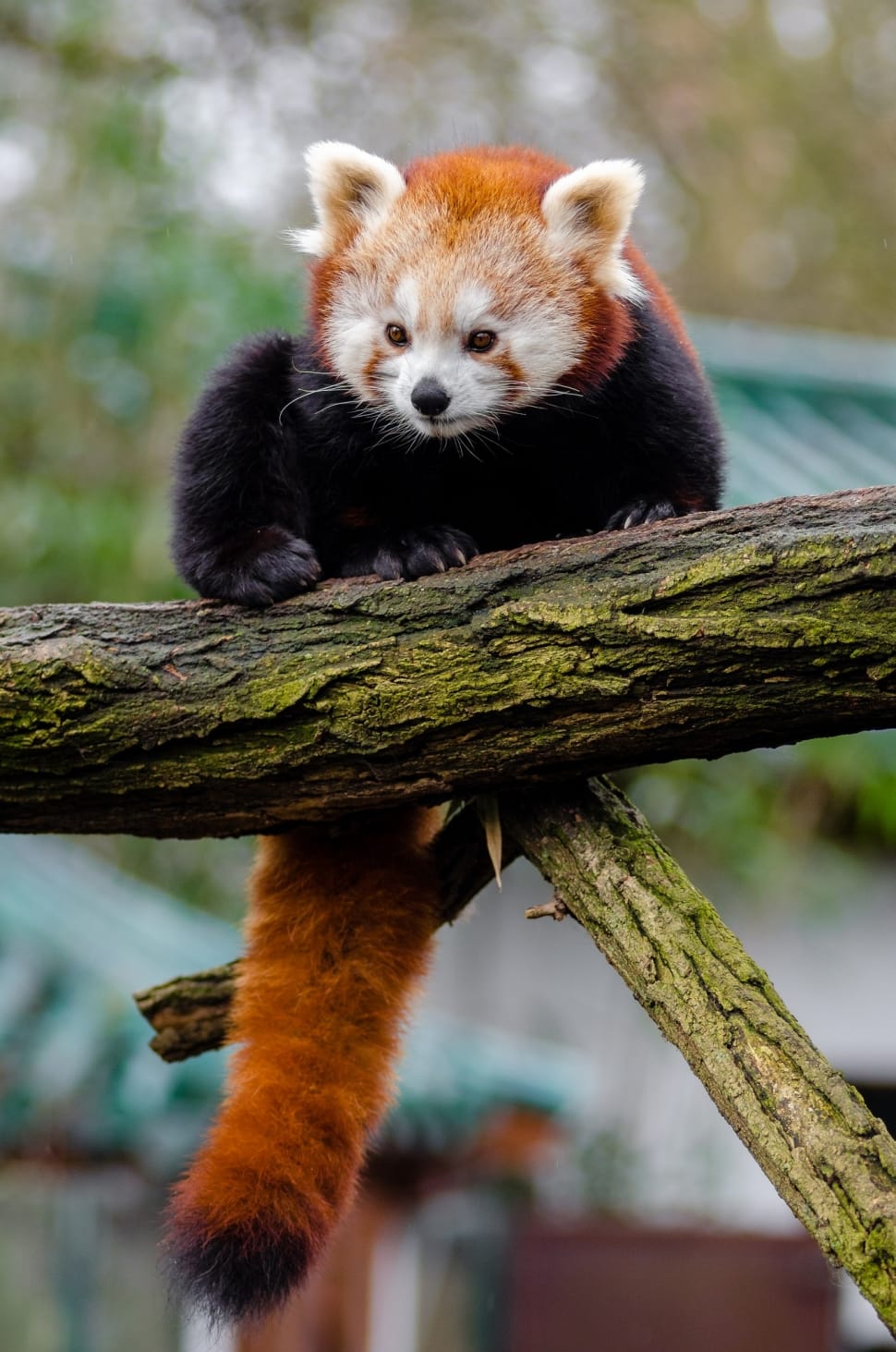 Little Panda, Cute, Red Panda, Bamboo, animal wildlife, red panda preview