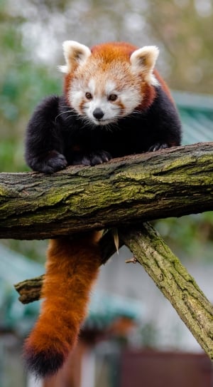 Little Panda, Cute, Red Panda, Bamboo, animal wildlife, red panda thumbnail