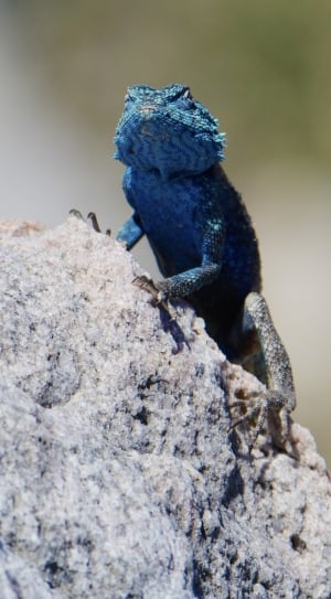 blue and black reptile thumbnail