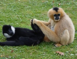 two black and brown monkey on the green grass thumbnail