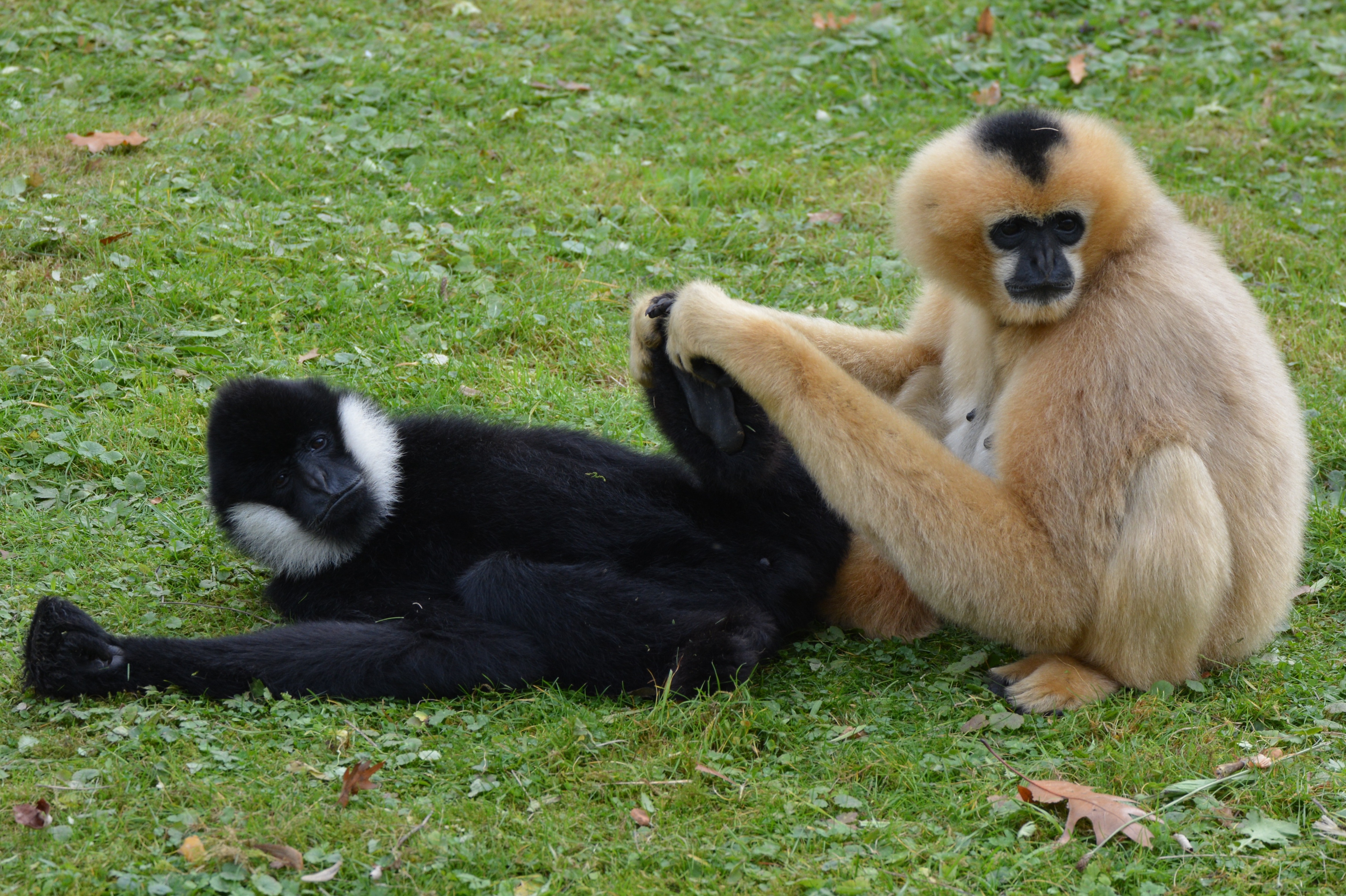 two black and brown monkey on the green grass