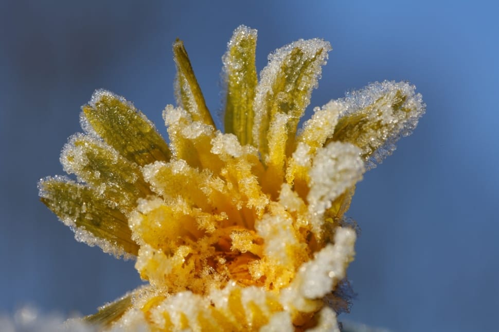 Frost, Dandelion, Ice Flowers, Frozen, yellow, close-up preview