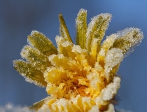 Frost, Dandelion, Ice Flowers, Frozen, yellow, close-up thumbnail