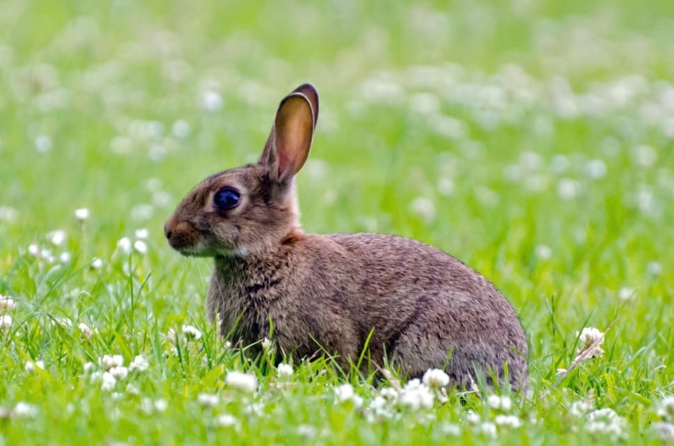 Rabbit, Brown, Spring, Mammal, Green, grass, one animal preview