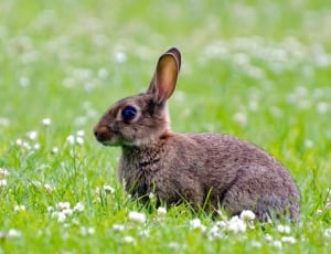 Rabbit, Brown, Spring, Mammal, Green, grass, one animal thumbnail