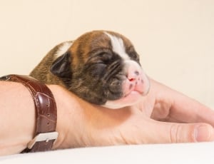 short coat white and brown puppy thumbnail