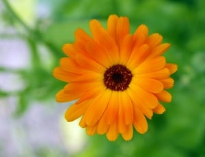 Yellow, Black Middle, Orange, Flower, flower, fragility thumbnail
