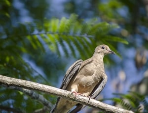 gray bird on branch during daytime thumbnail