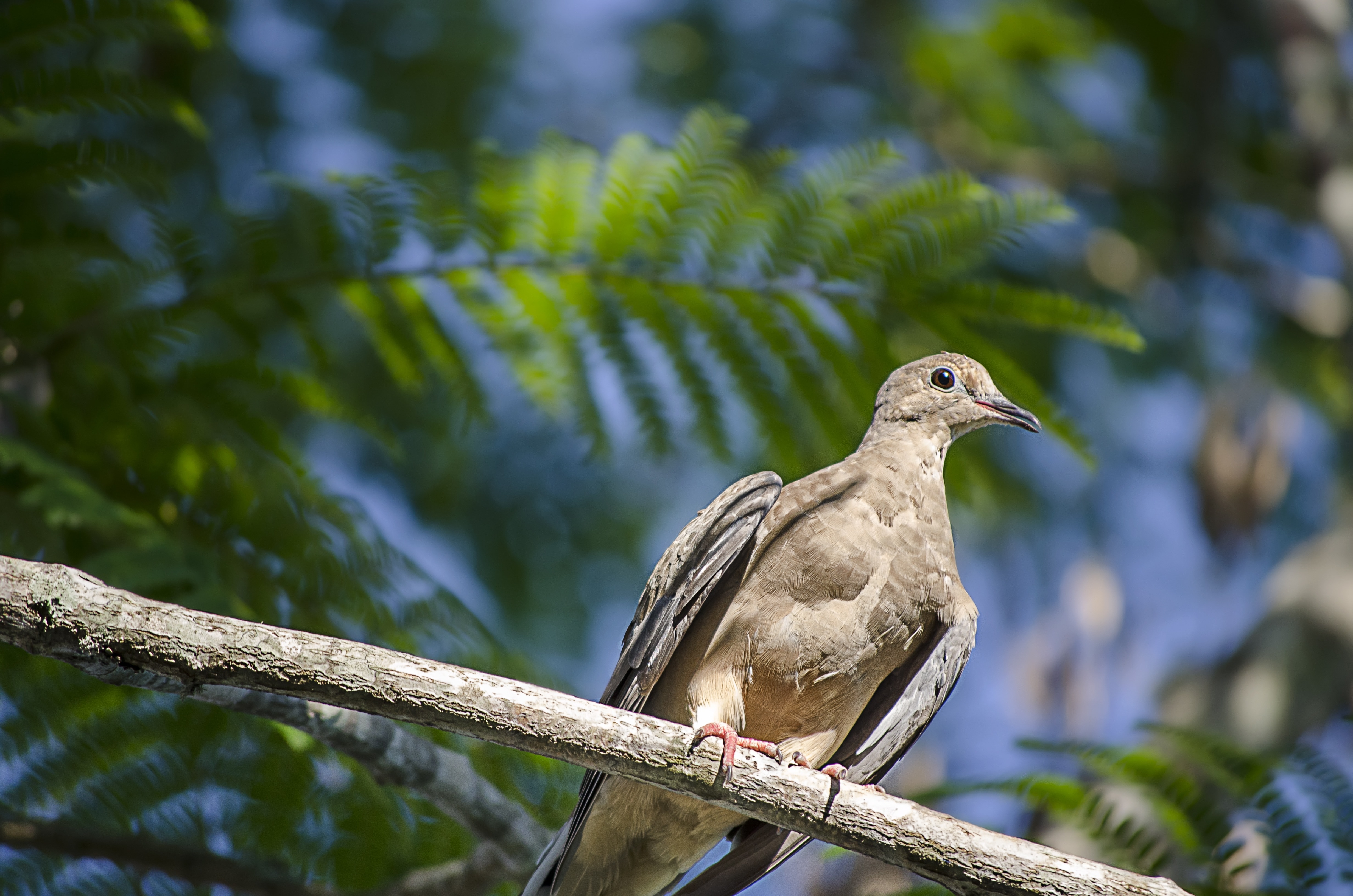 gray bird on branch during daytime