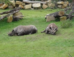 2 black rhinos thumbnail