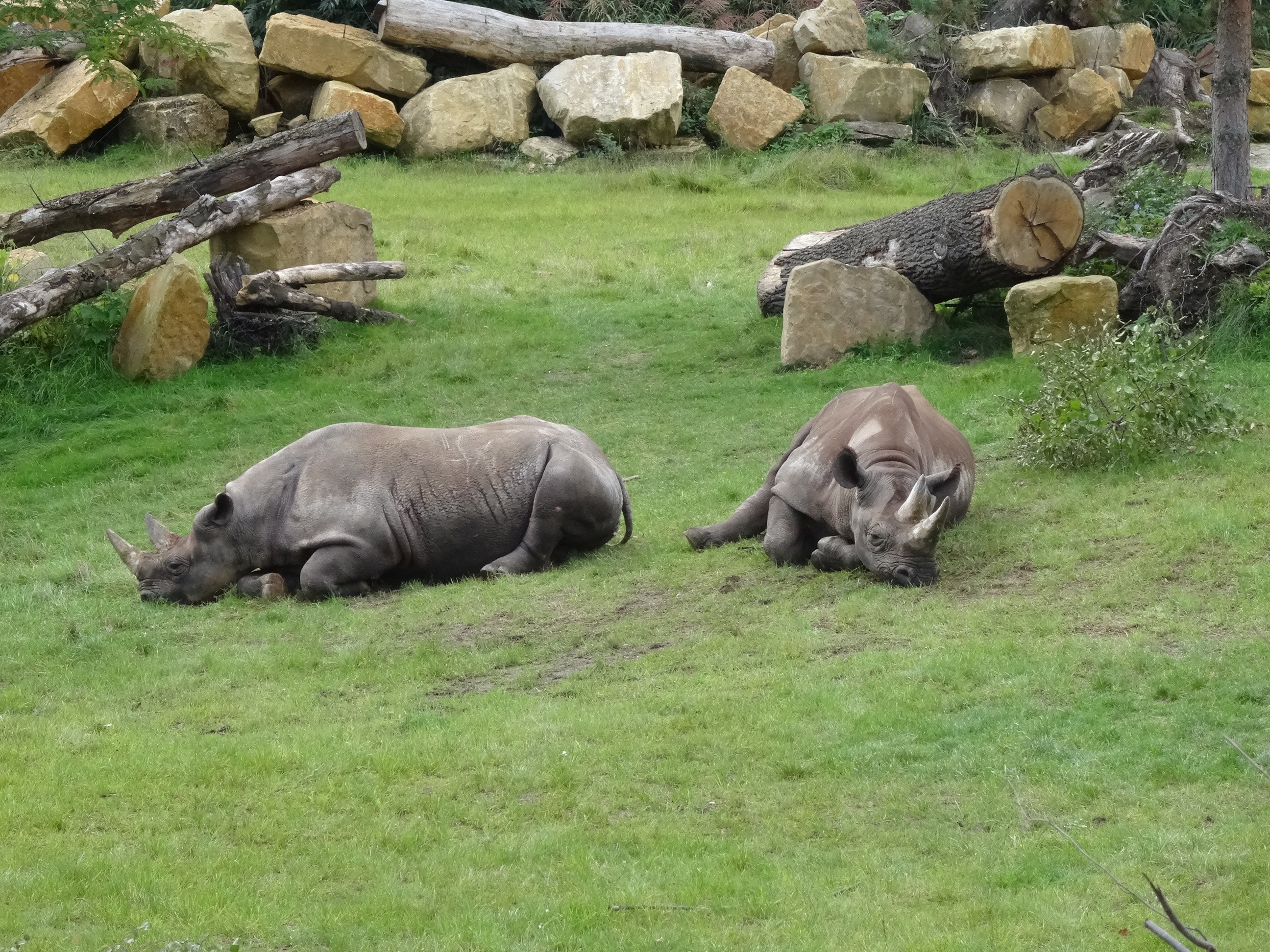 2 black rhinos