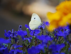 white moth and blue petal flower lot thumbnail
